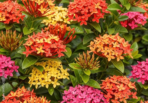 Crimson and Gold Burst: A Symphony of Summer Blooms