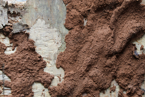 Termite nests or termite mud tunnels on wooden surfaces damaged by pests