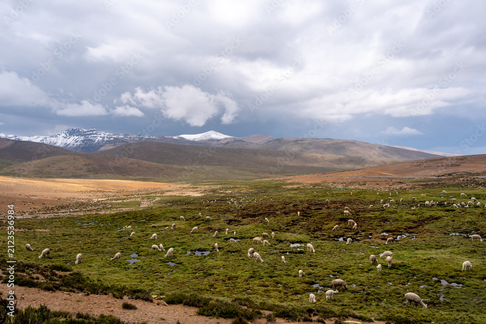 Fototapeta premium White Alpacas Grazing in the Peruvian Highlands Surrounded by Mountains