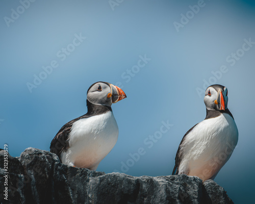 Atlantic puffins standing on coastal rocks on the Farne Islands, Northumberland, captured in bright summer conditions, July 2026