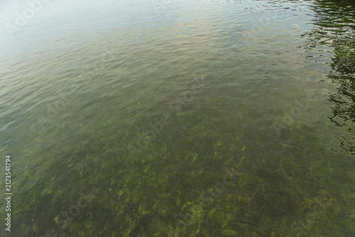 Clear shallow water with dense underwater algae and gentle ripples on the surface, showcasing aquatic vegetation and natural water texture