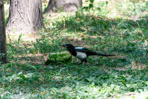 Obraz na plátne A black and white Eurasian magpie (Pica pica) pecking at a leftover slice of watermelon on the green grass under a tree in a sunny park