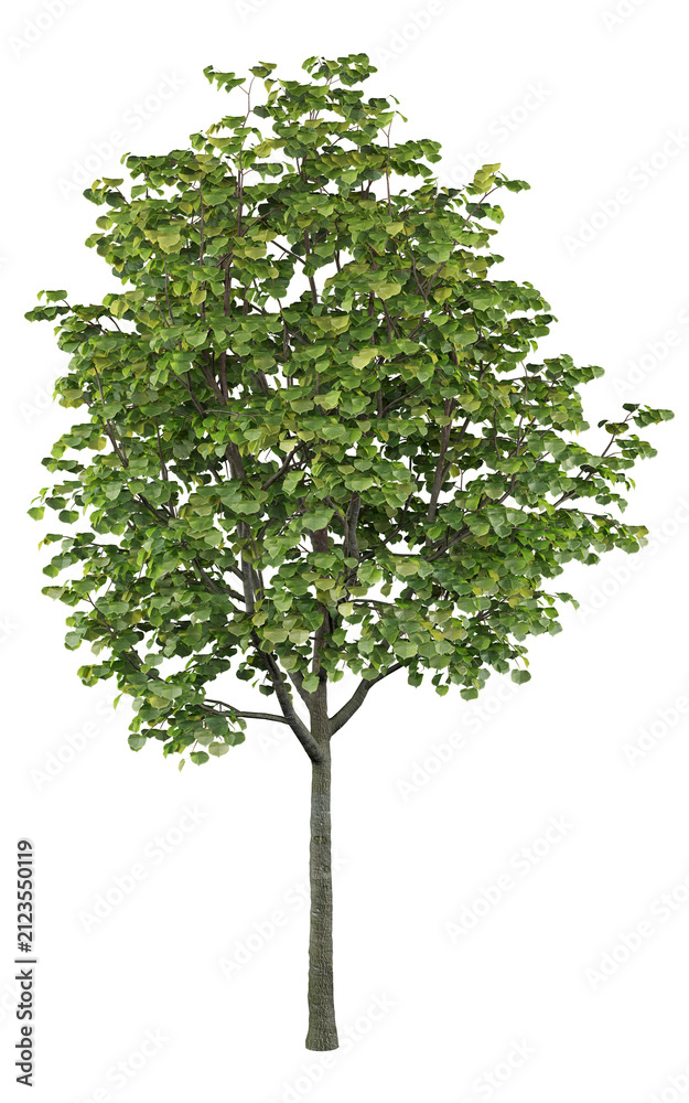 Obraz premium Littleleaf Linden Isolated PNG, Mature Tilia Tree, Transparent Background