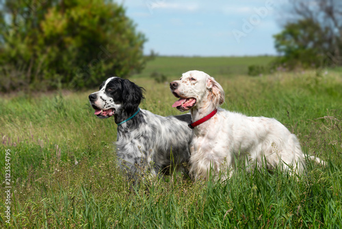 Two beautiful dogs of different colors of the English Setter breed stand in a stand in the middle of a field with tall grass. Walking with a dog outside the city. Hunting dogs.