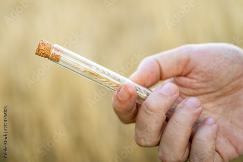 Foto Hand holds glass tube with wheat grain sample close-up