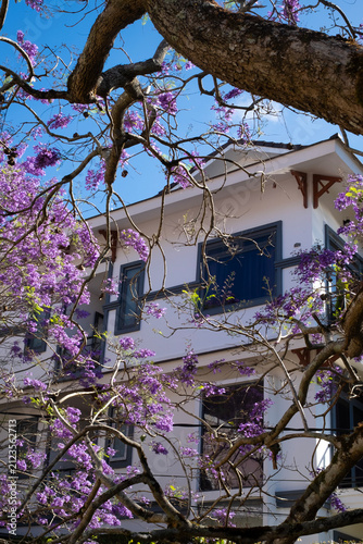 magnificent blooming purple Jacaranda tree (Jacaranda mimosifolia) with vibrant blossoms and rustic branches framing a modern white villa house under a clear blue sky in Da Lat, Vietnam.