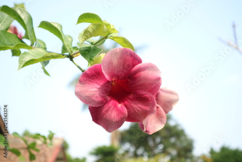 Close-up of a vibrant pink trumpet-shaped flower blooming against a bright blue sky, surrounded by fresh green leaves and soft natural scenery.