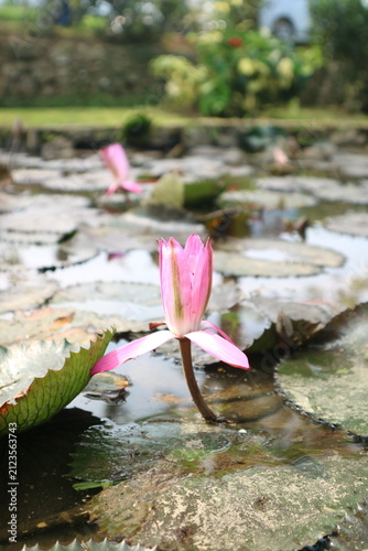 Bild auf Leinwand A delicate pink water lily blooms above a pond surrounded by floating lily pads, creating a peaceful tropical garden scene with soft reflections and blurred greenery in Indonesia