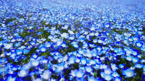ネモフィラの花畑　春イメージ
