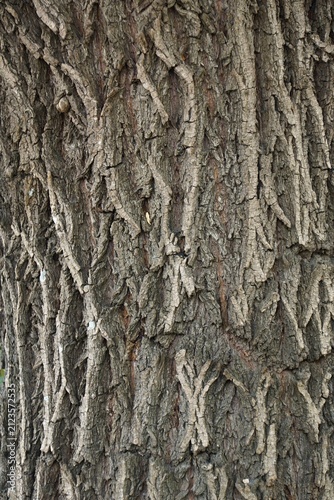 Rough tree bark texture forming natural pattern