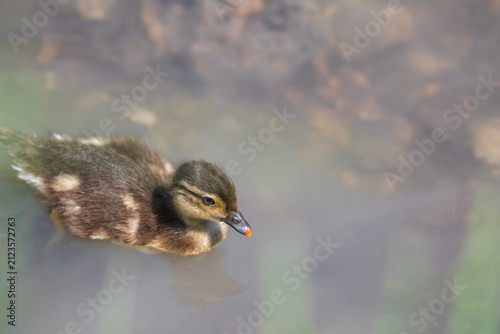 Canvas Print A fluffy Mandarin duckling paddling through murky water in the Wendover Canal in