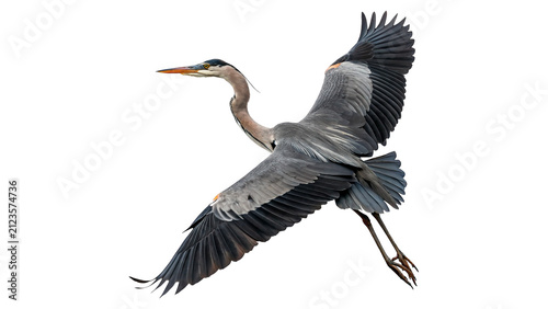 Obraz na płótnie Grey heron bird flying with open wings isolated on transparent background