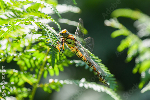 Quadro su tela Common darter dragonfly with wings spread on fern
