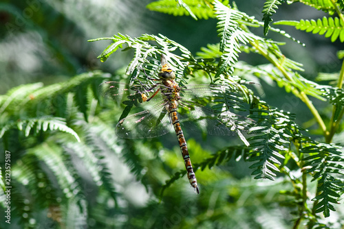 Foto Common darter dragonfly perched on fern leaf