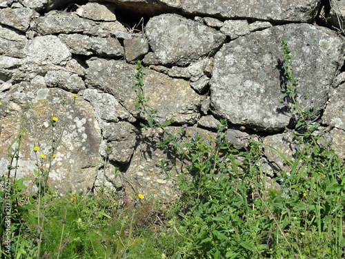 Field plants growing at an old stone wall