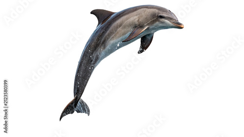 Quadro su tela Bottlenose dolphin jumping high out of water isolated on transparent background