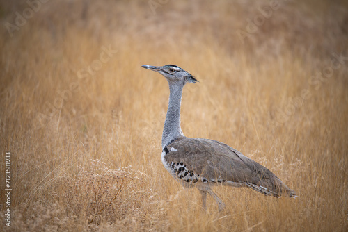 Konstfotografi Kori bustard in the grass of Etosha National Park, Namibia, Africa