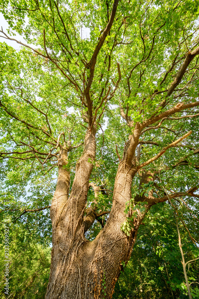 Fototapeta premium Tall pubescent oak tree with thick trunk and wide branches covered with green leaves under summer sunlight in Montefeltro, Italy