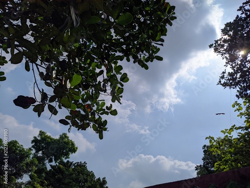 Photography tree and sky