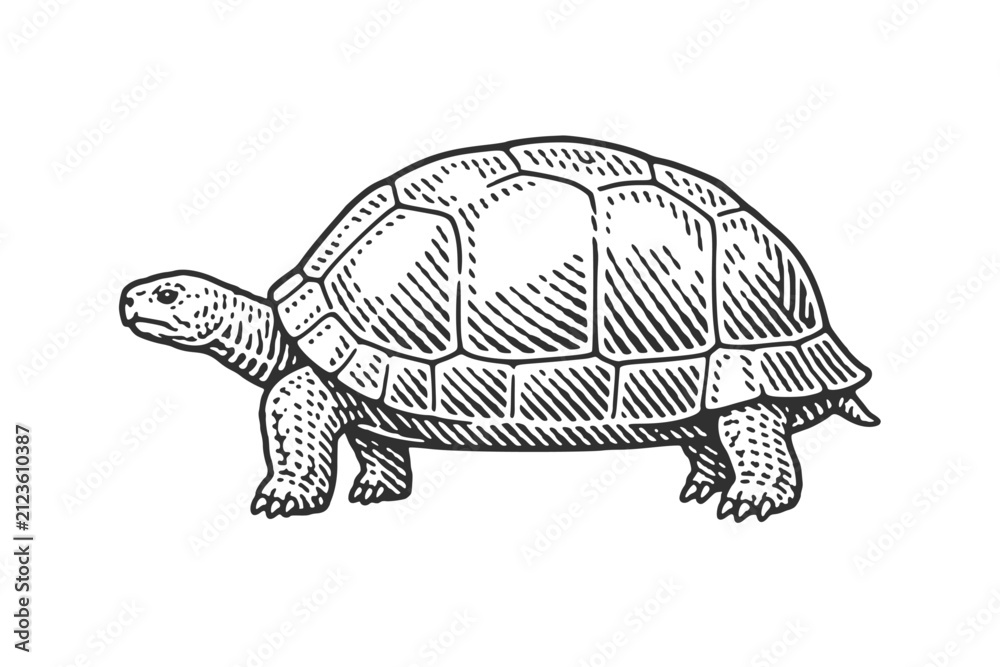 Fototapeta premium Tortoise. Vintage woodcut engraving linocut vector illustration.