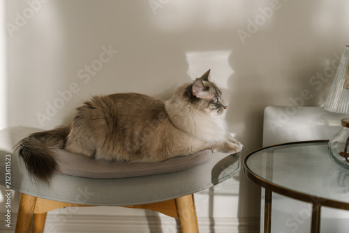 Cuadro en lienzo Blue-eyed ragdoll cat resting on a modern chair in warm afternoon sunlight inside a cozy minimalist home