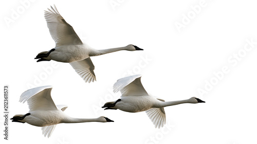 Three whooping swans flying gracefully isolated on transparent background PNG element
