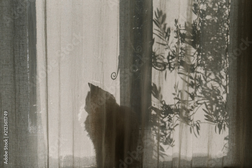 Silhouette of a fluffy cat behind sheer linen curtains with soft botanical shadows in warm natural light.