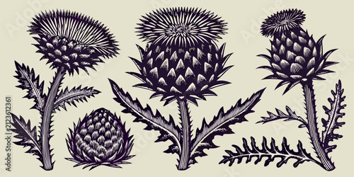 Fotografie Thistle Plants Detailed Botanical Engravings Vintage Style Illustration