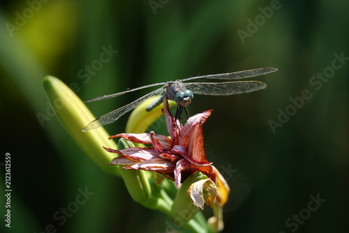 the male keeled skimmer dragonfly (Orthetrum coerulescens)
