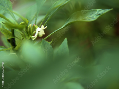 Fotografie 猛暑の8月に咲いた小さくて可憐な白いトウガラシの花