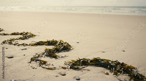 Seaweed on sandy beach with ocean waves background