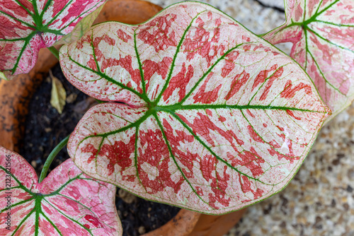 Konstfotografi Close up of vibrant Caladium bicolor leaf with red speckles and green veins