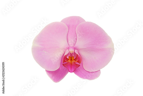 Foto A Pink phalaenopsis or moth orchid flower, isolated on white background, clippin