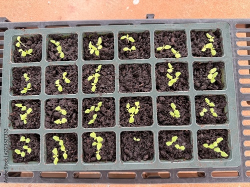 vegetables seedlings, Planting young seedlings on spring day, Growing own fruits and vegetables in a homestead, plastic pot, garden tools