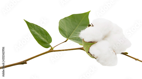 Fluffy white cotton boll with green leaves on a branch, isolated on transparent background