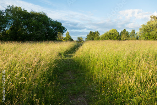 Sommerwiese mit Bäumen