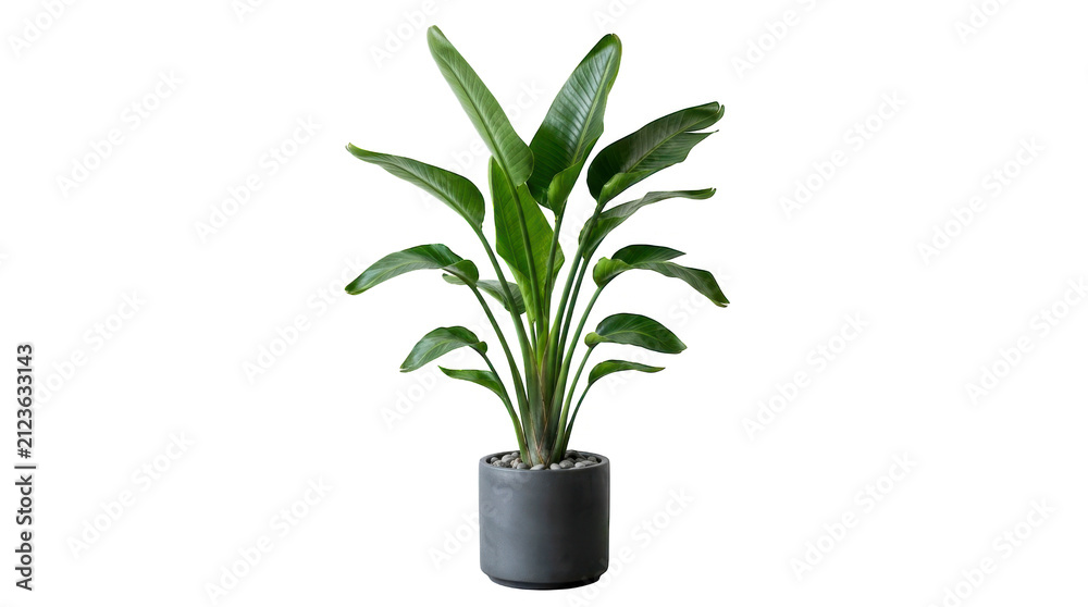 Naklejka premium Green bird of paradise plant in a grey ceramic pot for home decor isolated on transparent background