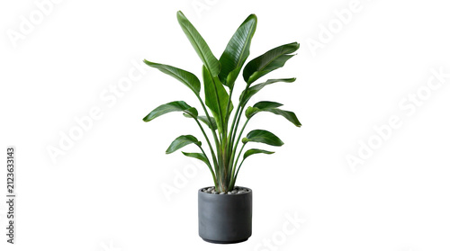 Green bird of paradise plant in a grey ceramic pot for home decor isolated on transparent background