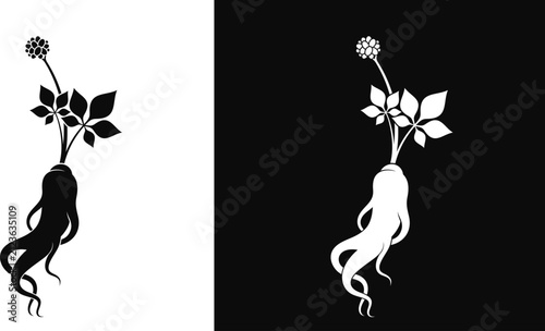 Ginseng vector 