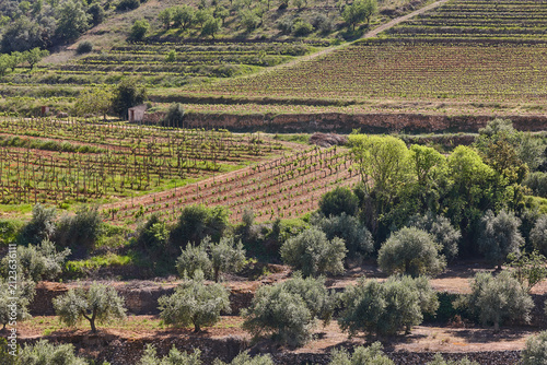 Traditional Priorat vineyards. Viticulture in Tarragona, Catalunya, Spanish agriculture. Spain
