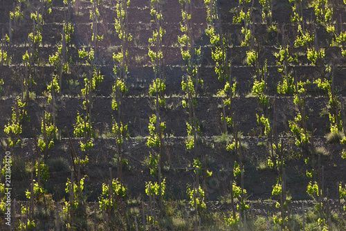 Traditional Priorat vineyards. Viticulture in Tarragona, Catalunya, Spanish agriculture. Spain