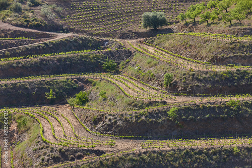 Traditional Priorat vineyards. Viticulture in Tarragona, Catalunya, Spanish agriculture. Spain