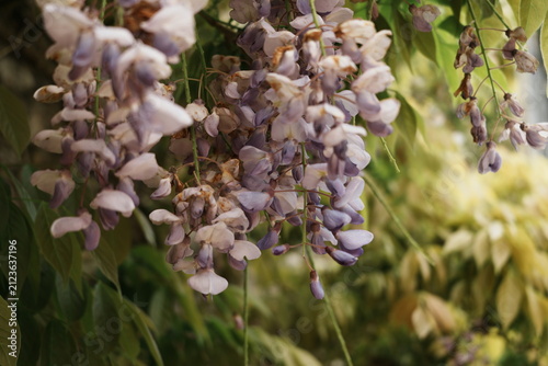 Foto Lilas en fleur à Saint-Valery-sur-Somme dans les Hauts-de-France, parc naturel r