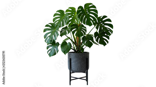 Large green monstera plant in a modern dark grey pot with a metal stand isolated on transparent background
