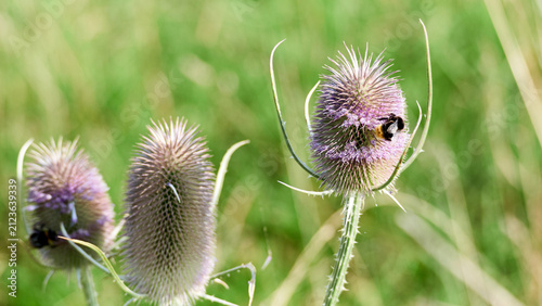 Bumblebee collecting nectar on a blooming wild teasel flower head in bright sunny daylight with natural green blurred background.