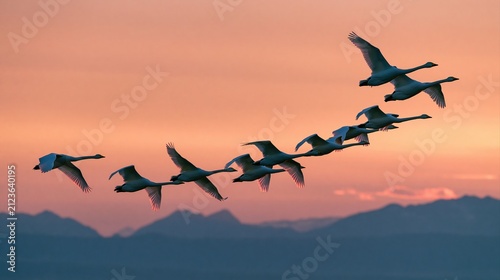 Group of white swans flying in formation against orange sunset sky with mountains in background