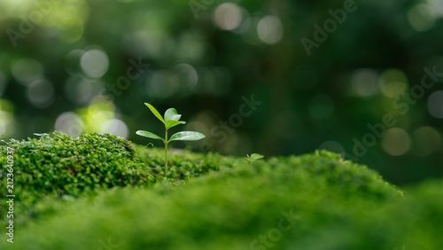 Young Plant growing on green moss in forest for new life for Environment and sustainability concept. ecological balance, conservation, biodiversity, renewable resources and sustainable development