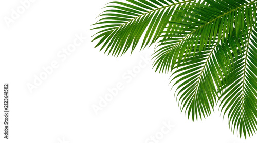 Obraz na plátně Fresh green palm leaf branch hanging from the top corner isolated on transparent