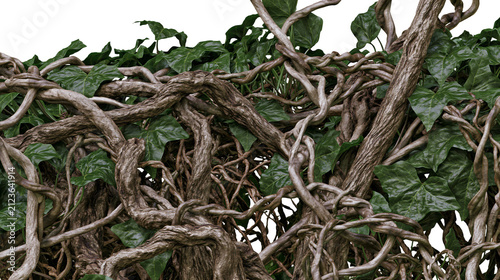 Canvastavla Dense tangle of thick woody vines and green ivy leaves, isolated on transparent