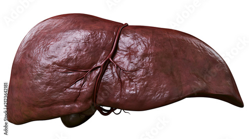 Foto Detailed human liver with visible blood vessels, isolated on transparent backgro